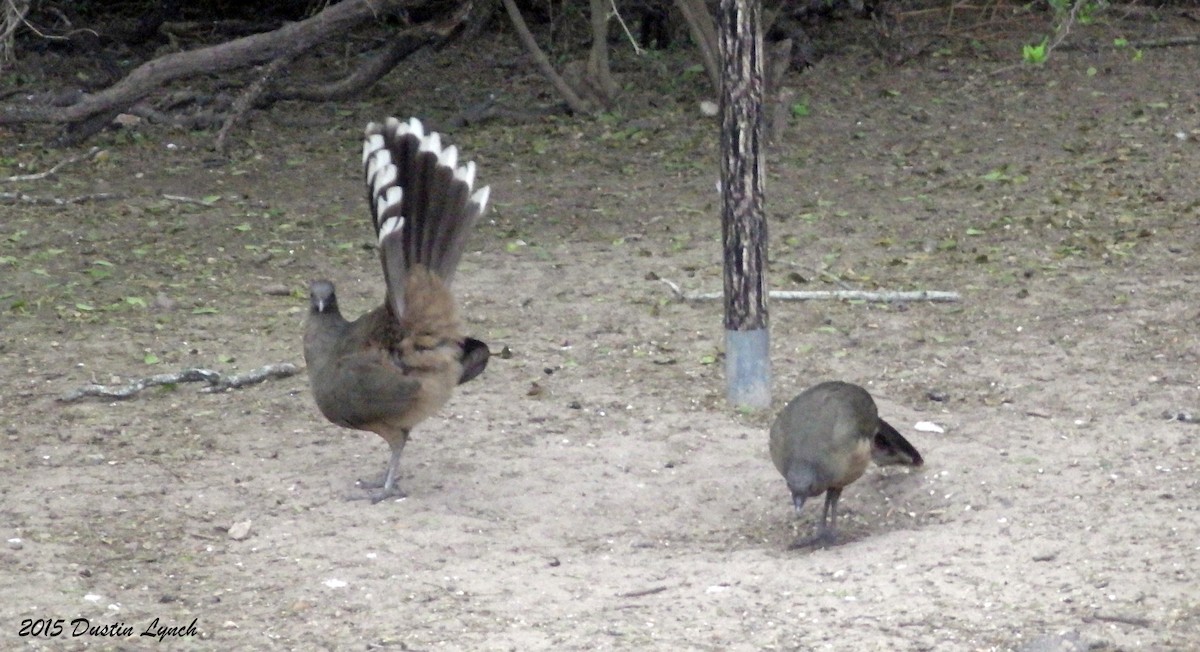 Plain Chachalaca - ML644813932