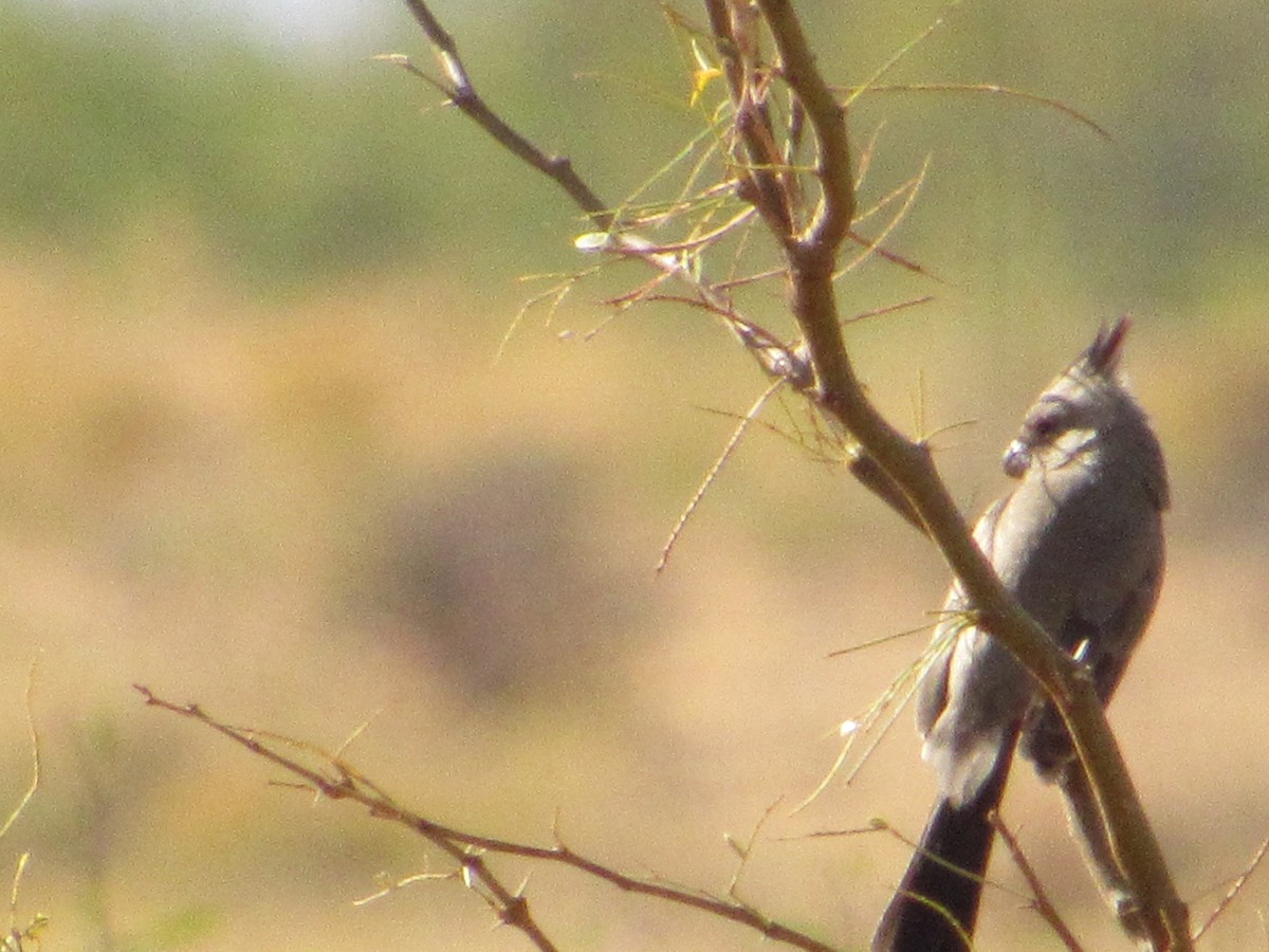 Pyrrhuloxia - ML644813933