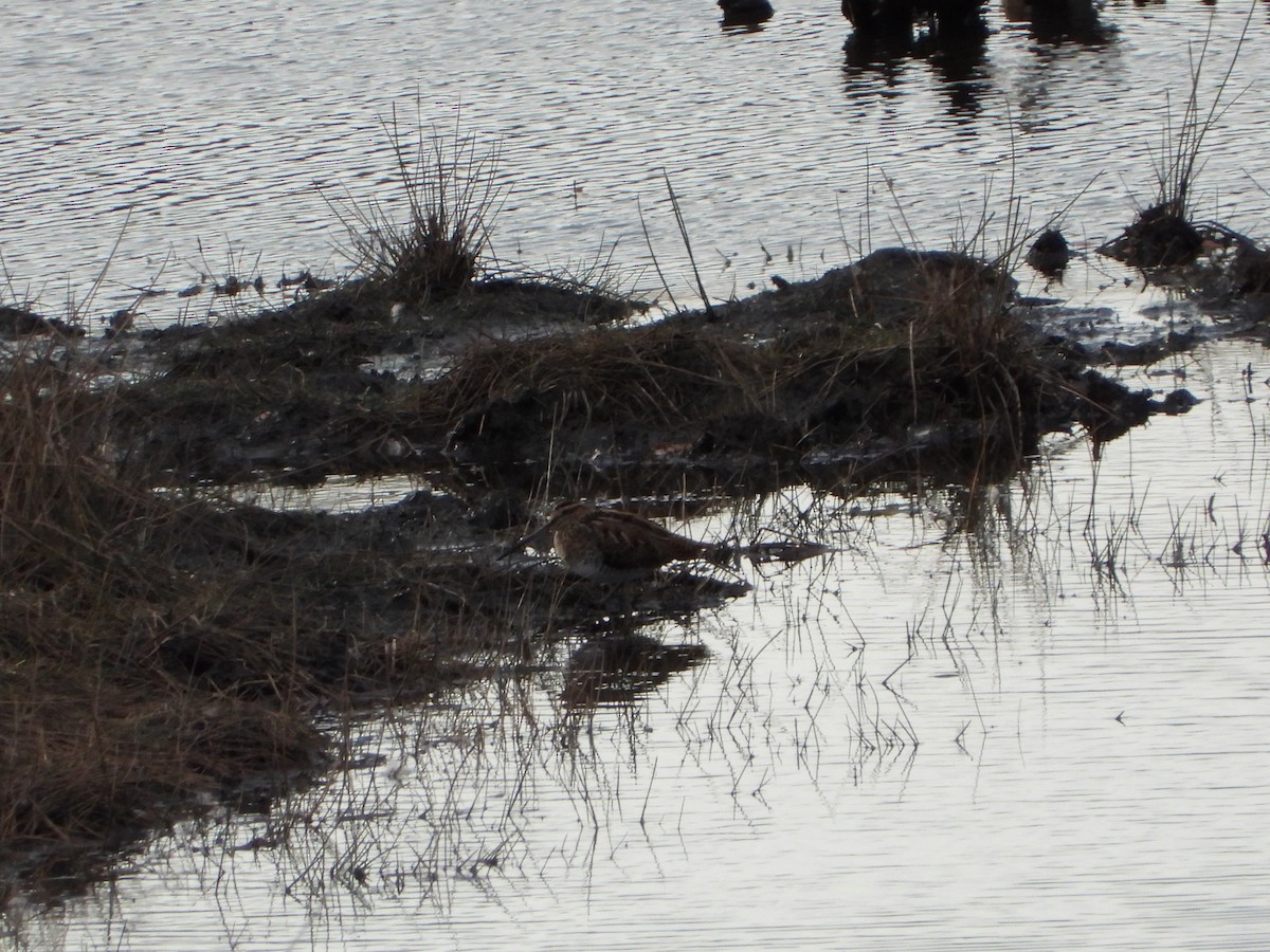 Common Snipe - ML644813935
