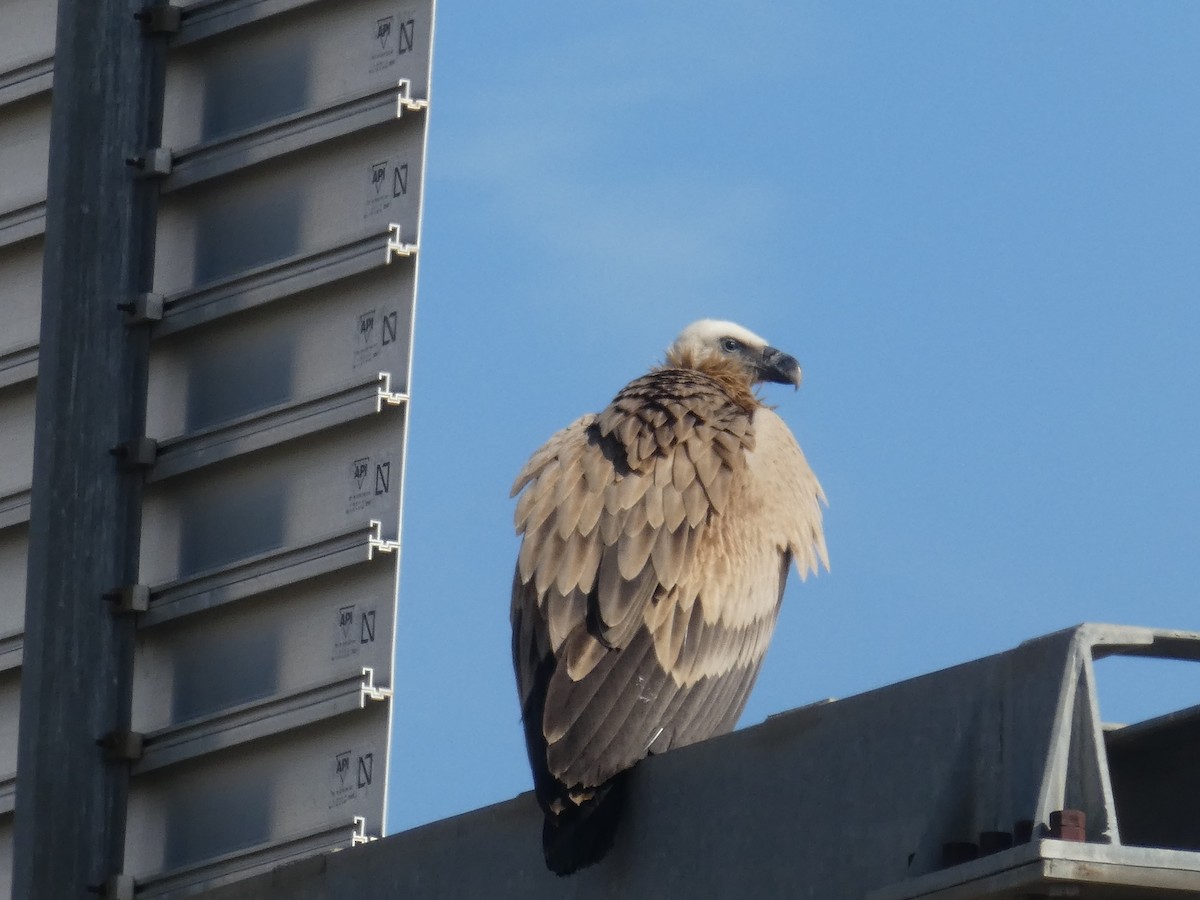 Eurasian Griffon - ML644813936