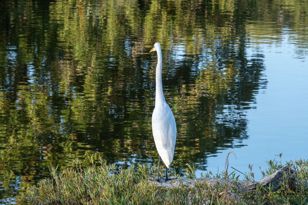 Great Egret - ML644813937