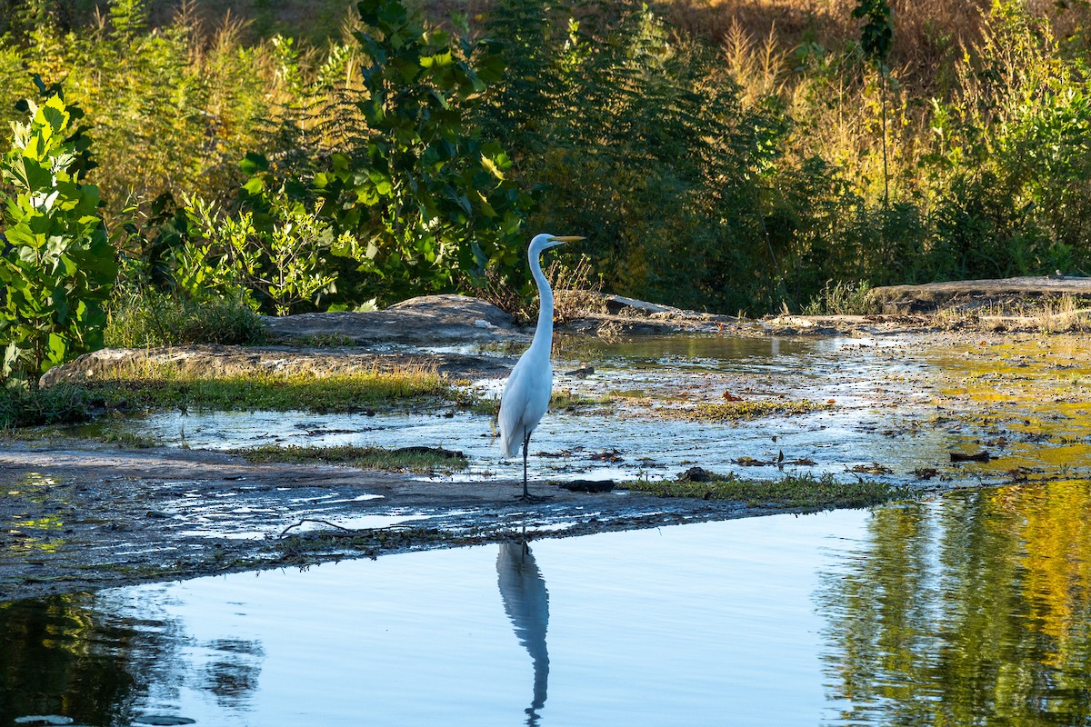 Great Egret - ML644813938