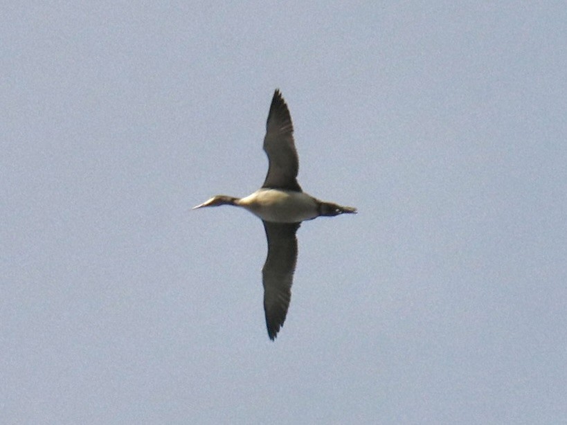 Common Loon - ML644813939