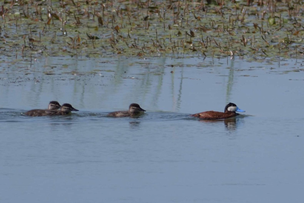 Американская савка - ML644813944
