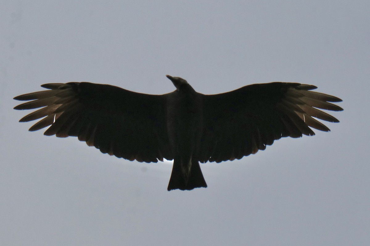 Чёрная катарта - ML644813962