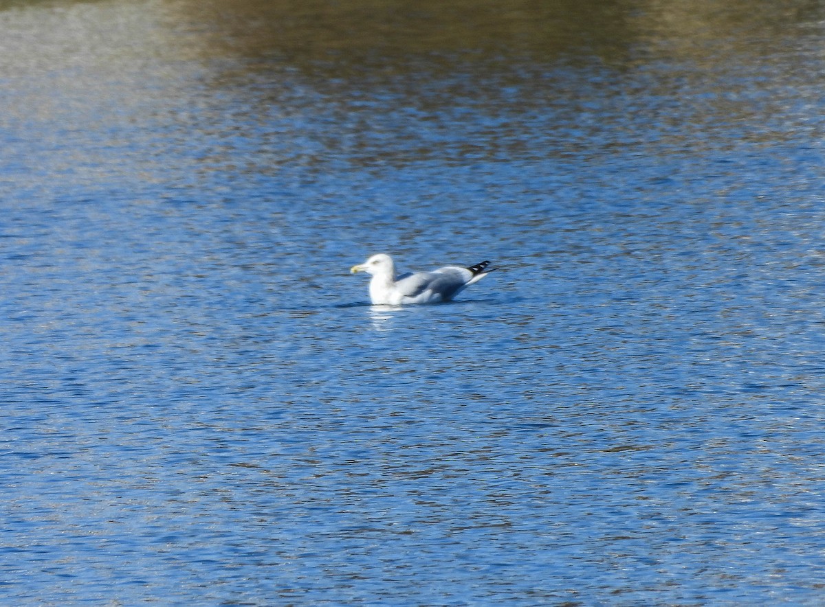American Herring Gull - ML644813966