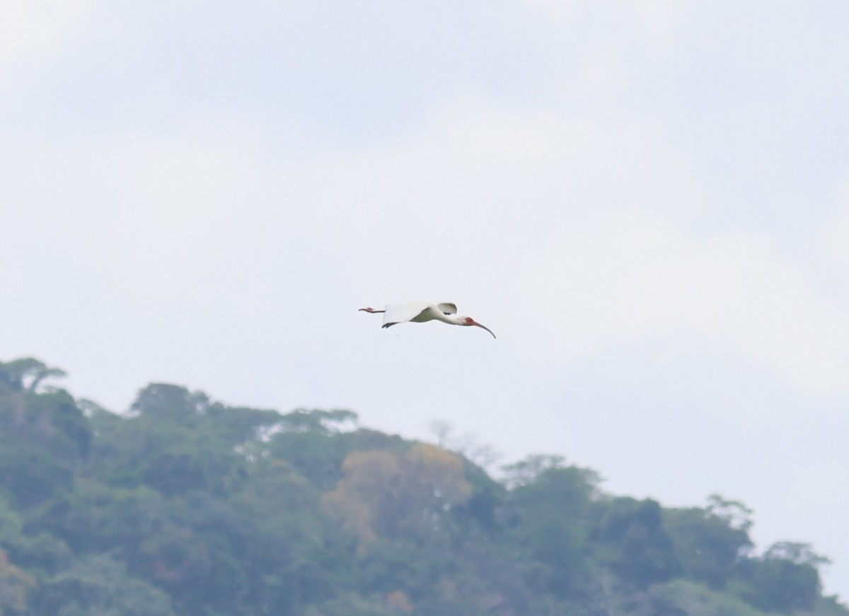 ibis bílý - ML644813967