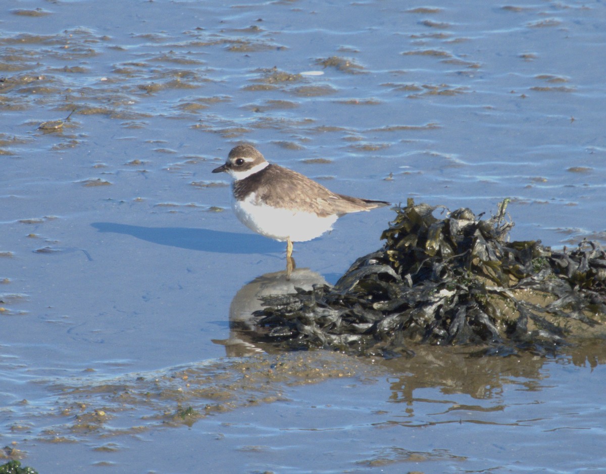 Common Ringed Plover - ML644813987
