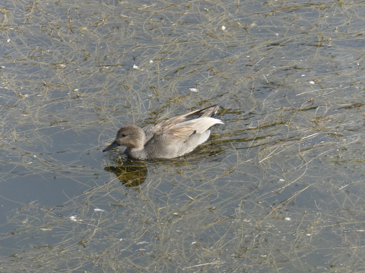 Gadwall - ML644813991