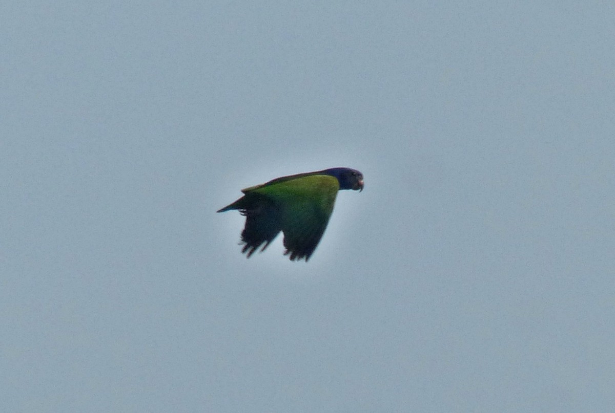 Blue-headed Parrot - ML644813995