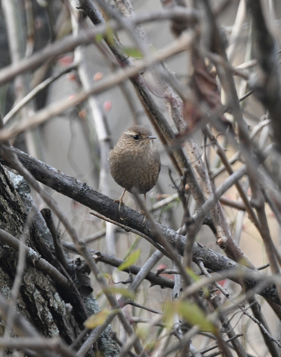 Winter Wren - ML644814010