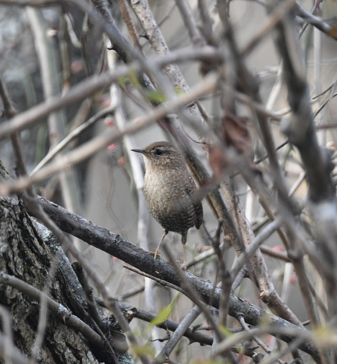 Winter Wren - ML644814012