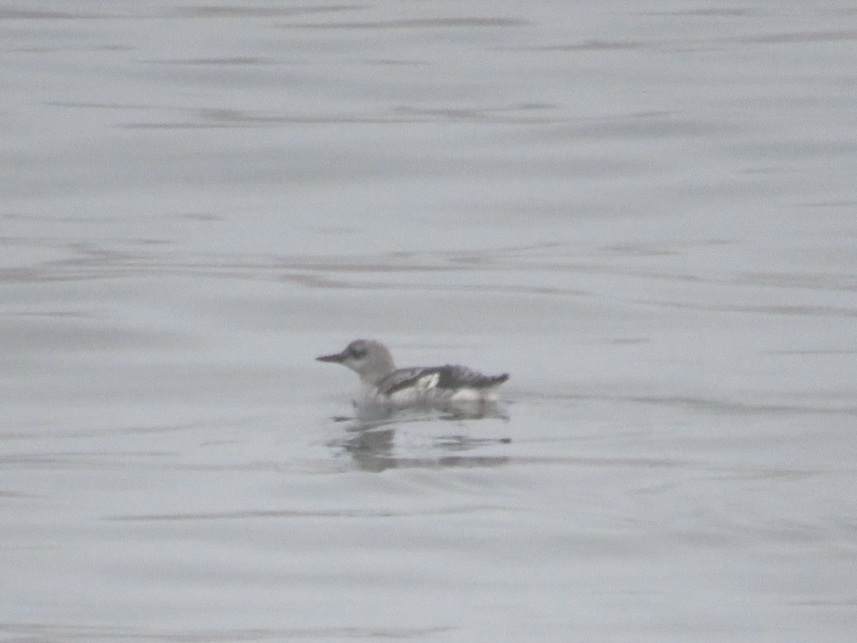 Black Guillemot - ML644814022