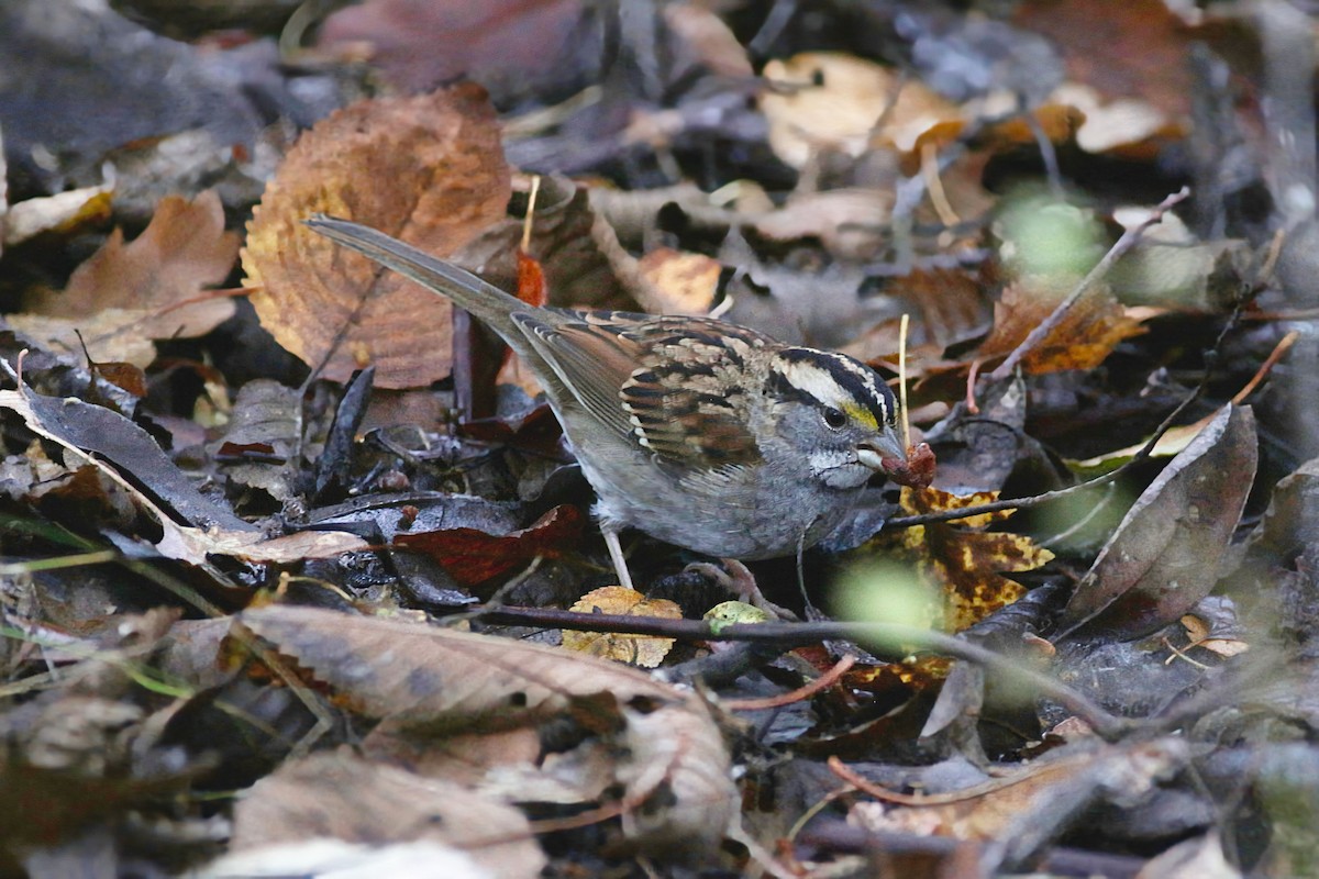 White-throated Sparrow - ML644814023