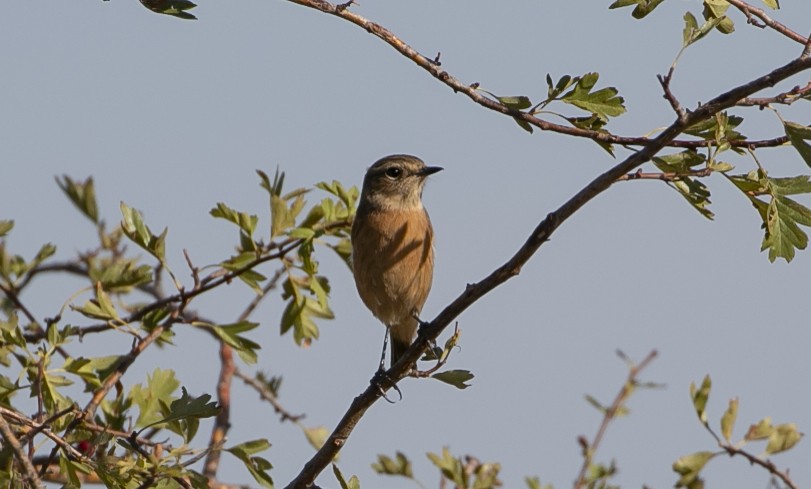European Stonechat - ML644814030