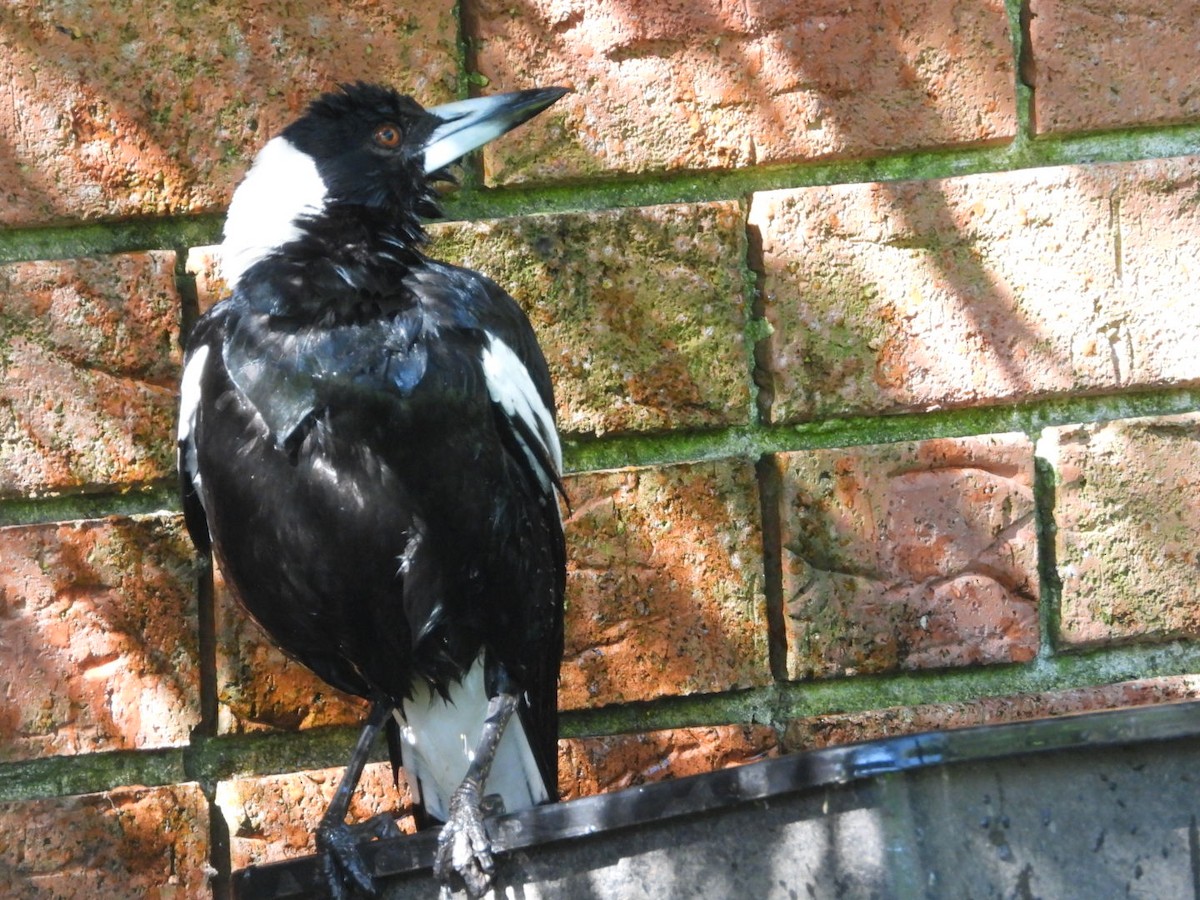 flétňák australský - ML644814041