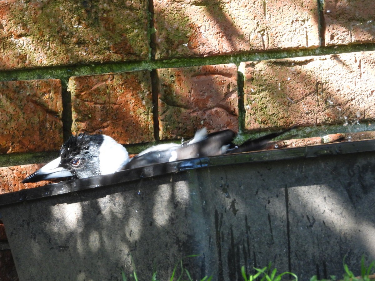 flétňák australský - ML644814042