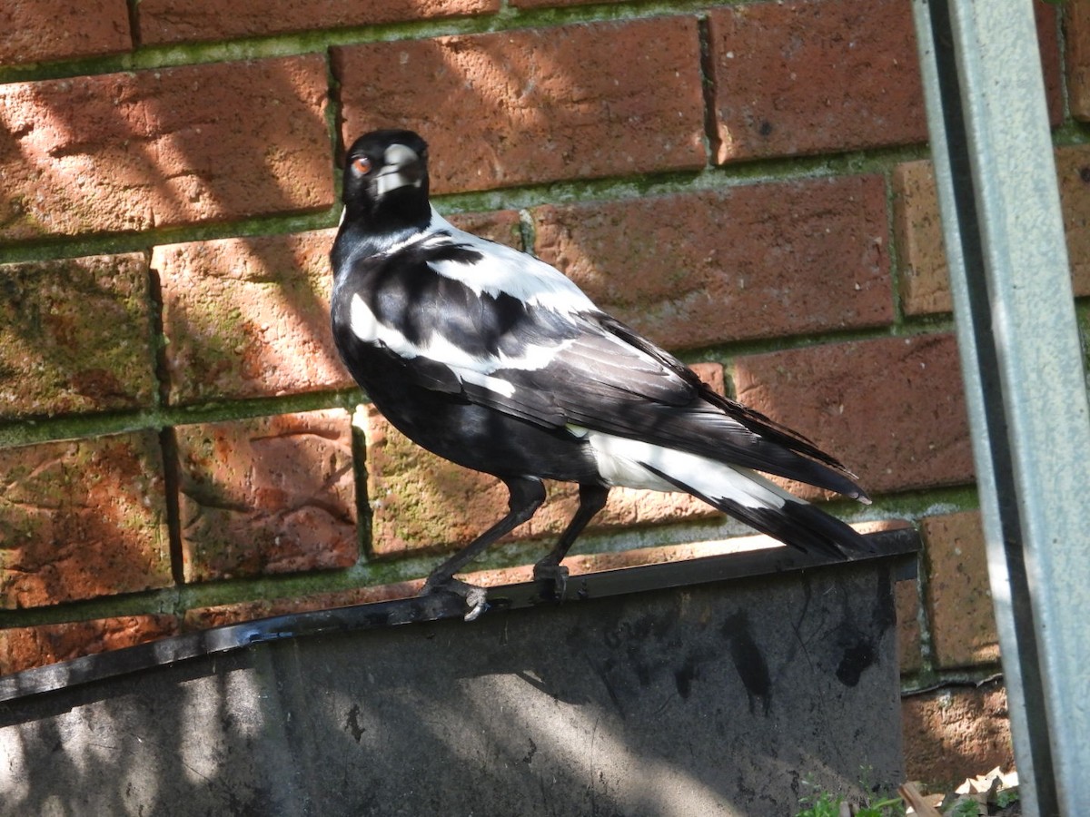 flétňák australský - ML644814043