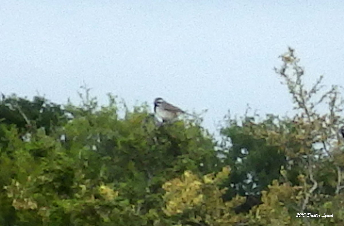 svartstrupespurv - ML644814061