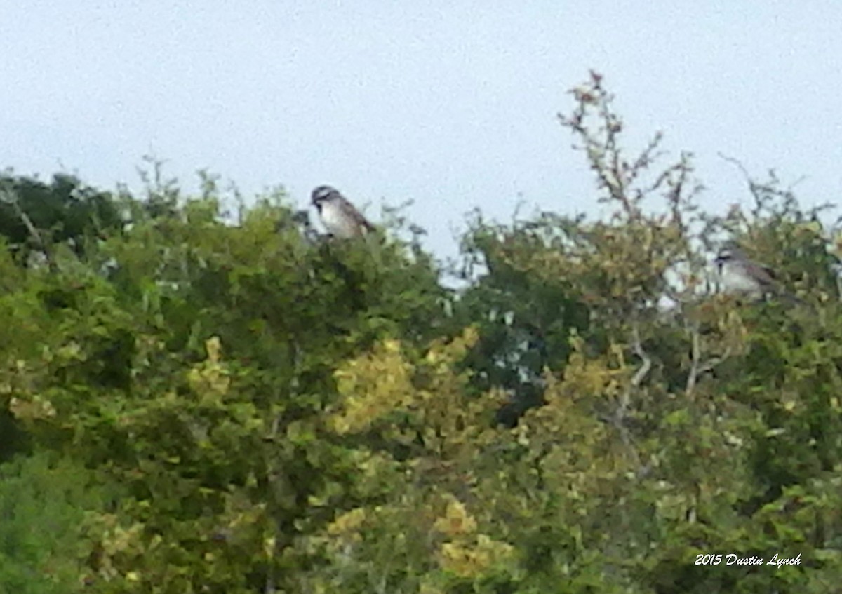 svartstrupespurv - ML644814062