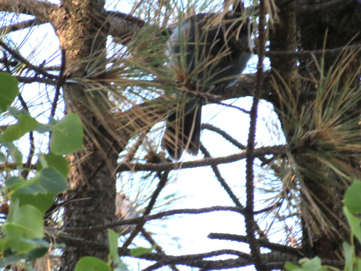 Steller's Jay - ML644814095