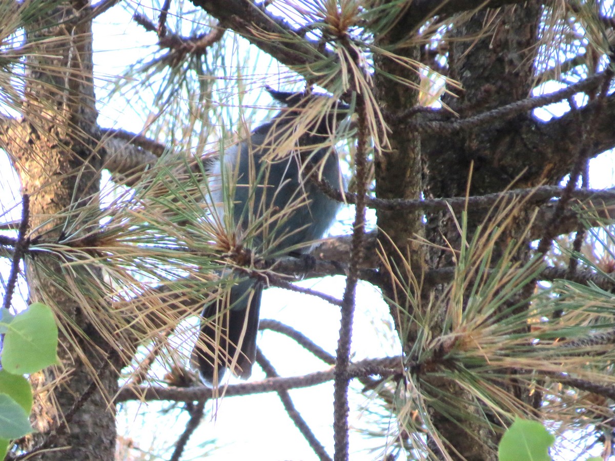Steller's Jay - ML644814096