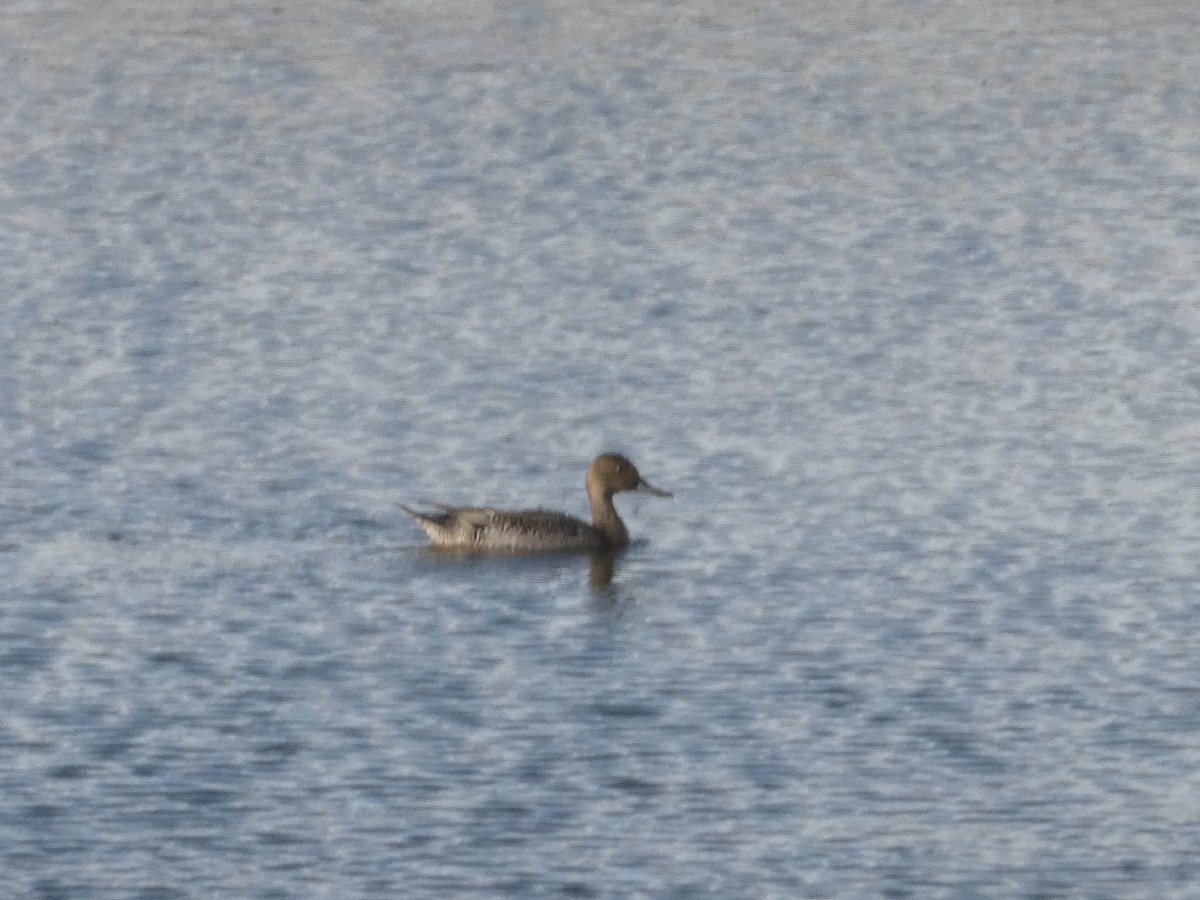 Northern Pintail - ML644814098