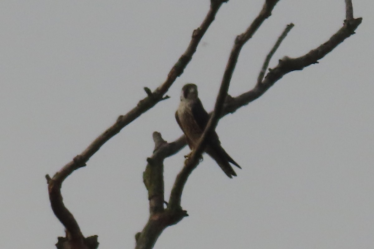 Peregrine Falcon - ML644814102