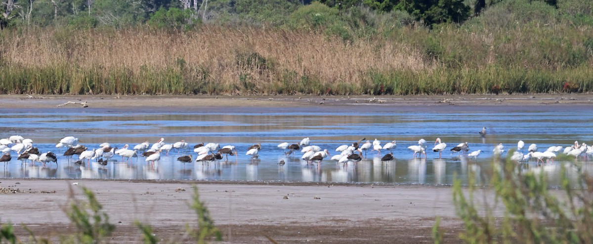 ibis bílý - ML644814104