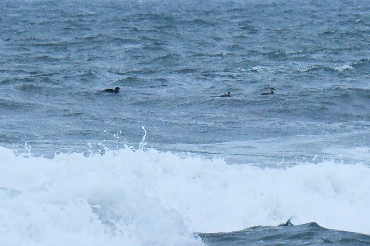 Common Scoter - ML644814105