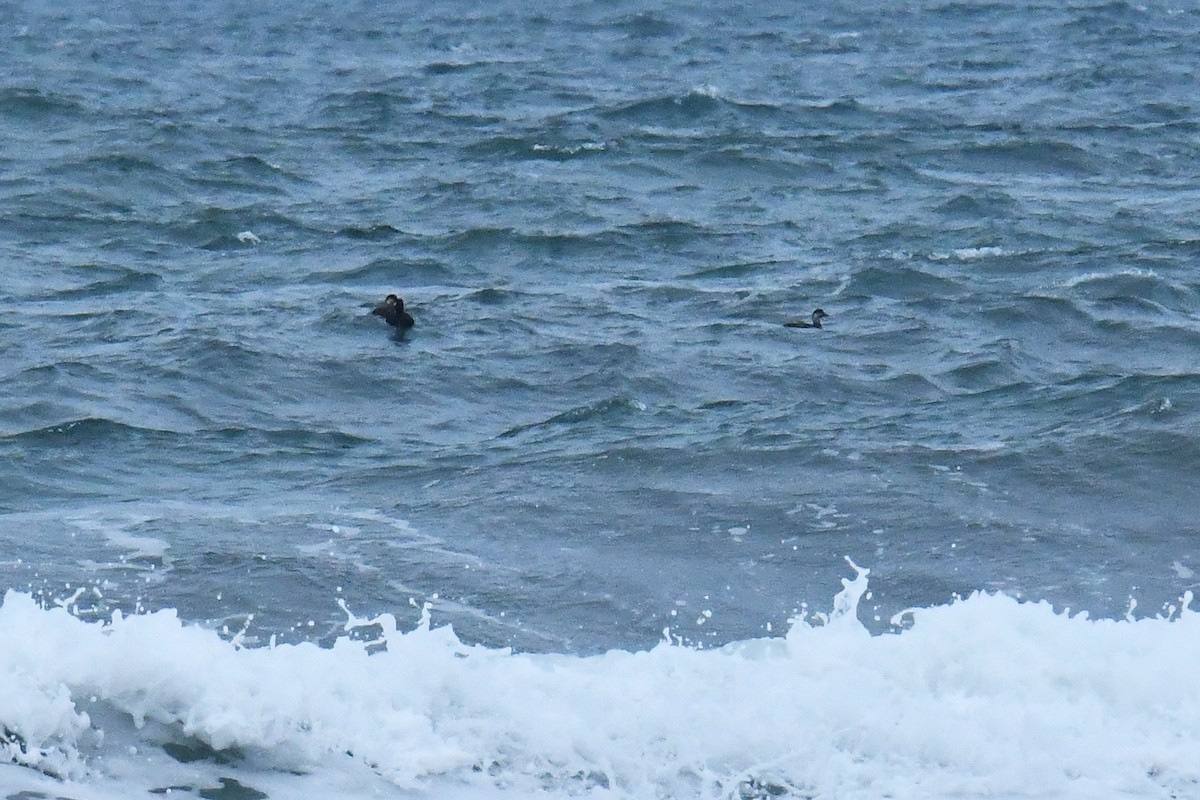 Common Scoter - ML644814106