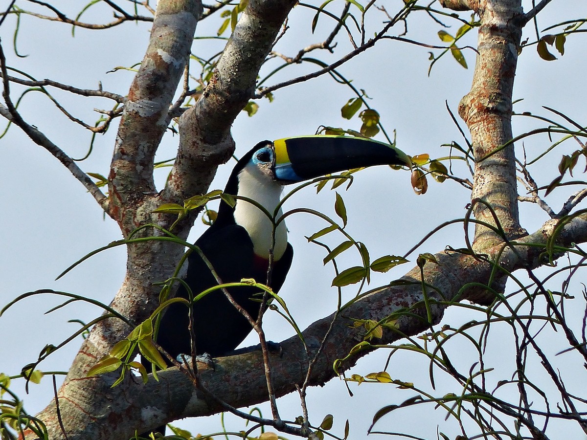 White-throated Toucan - ML644814118