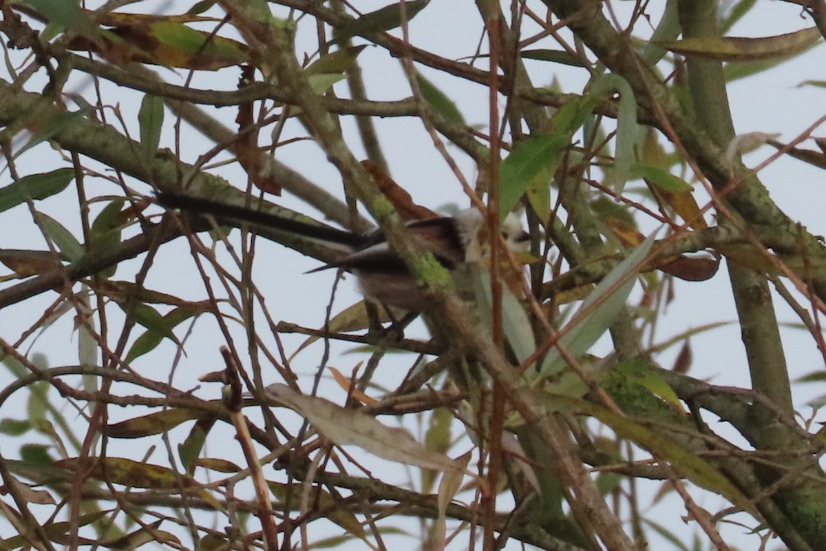 Long-tailed Tit - ML644814121