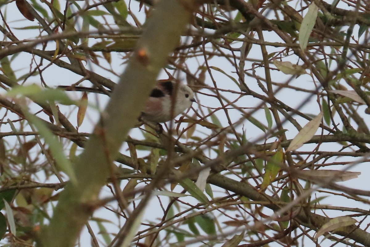 Long-tailed Tit - ML644814122