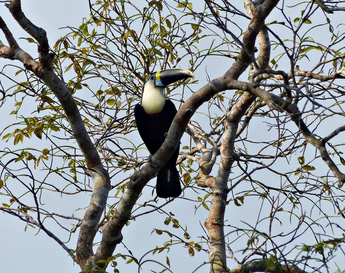White-throated Toucan - ML644814123