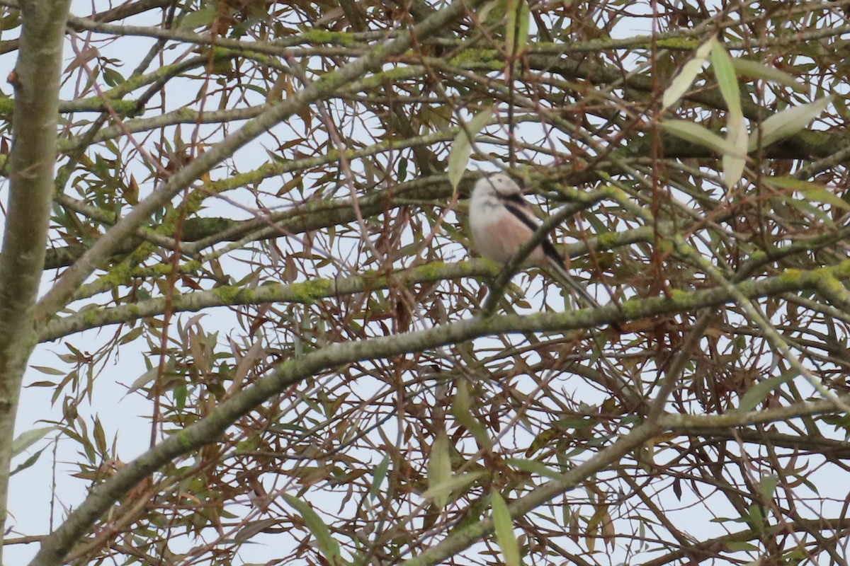 Long-tailed Tit - ML644814124