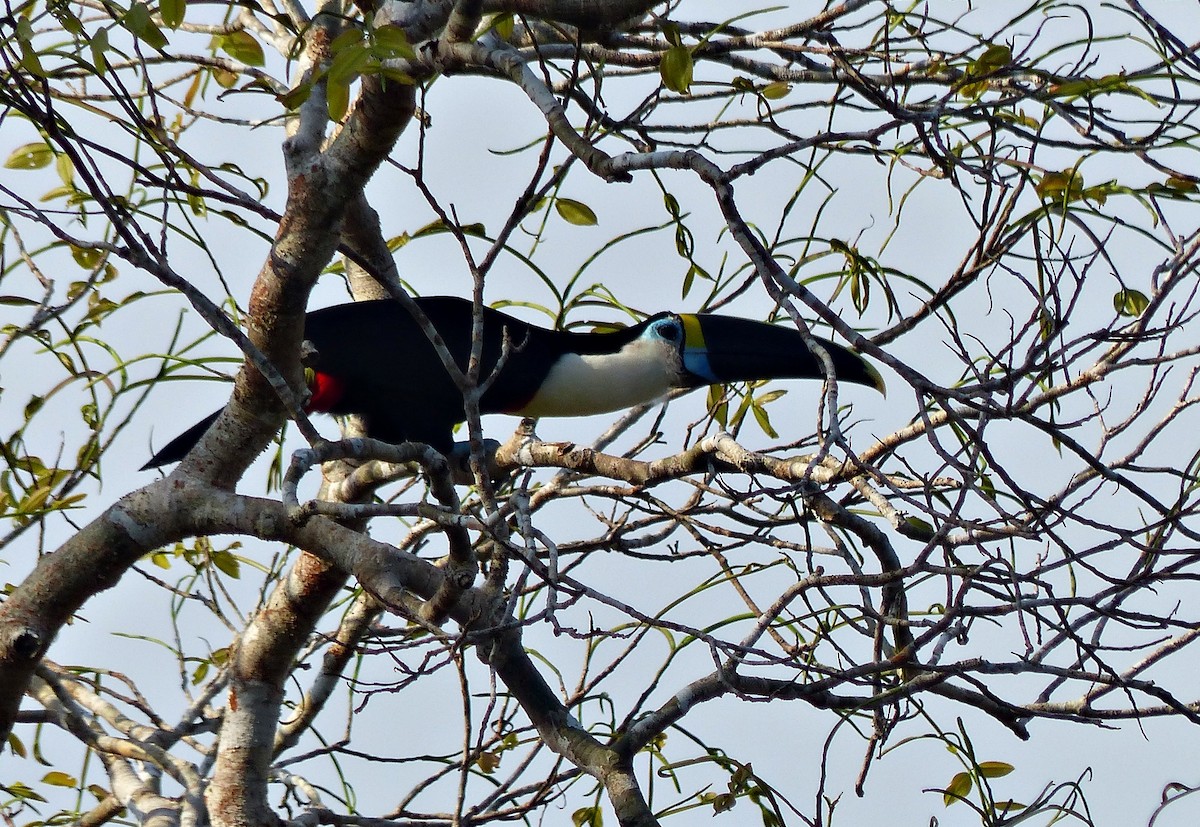 White-throated Toucan - ML644814126
