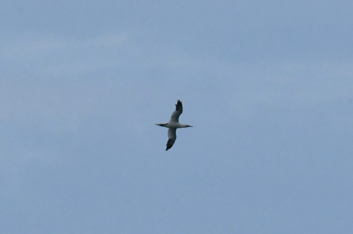 Northern Gannet - ML644814128