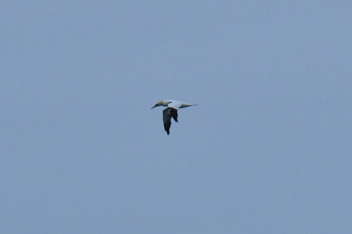 Northern Gannet - ML644814129