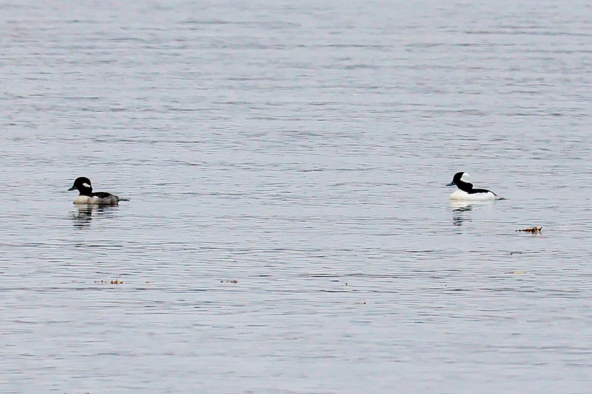 Bufflehead - ML644814135