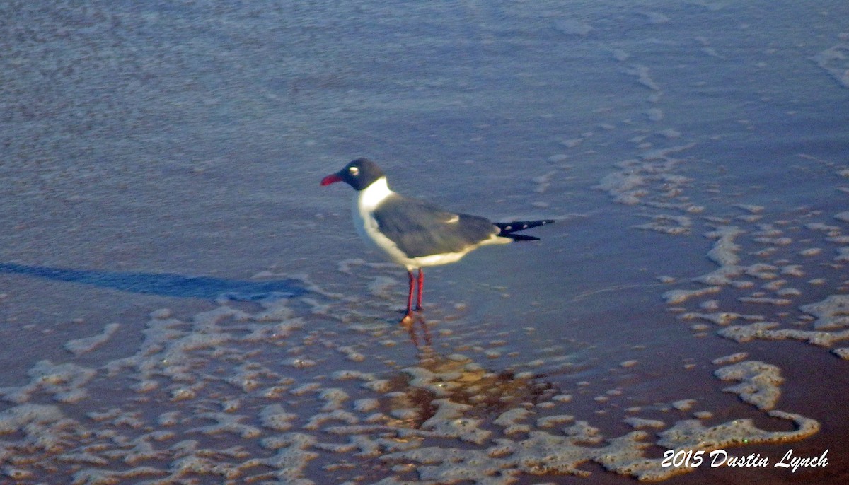 Ацтекская чайка - ML644814138