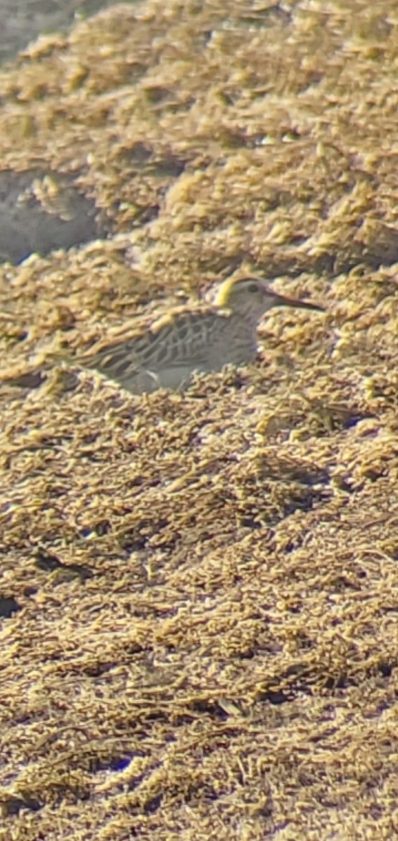 Pectoral Sandpiper - ML644814139