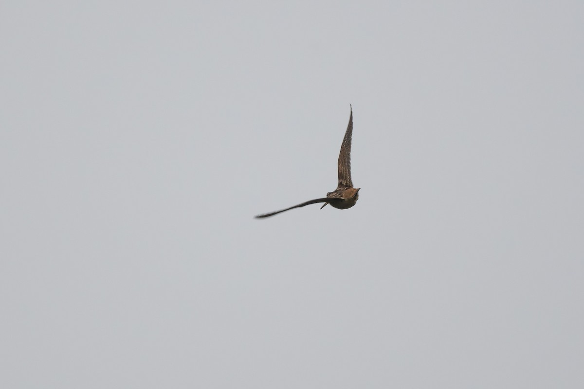 Eurasian Woodcock - ML644814144