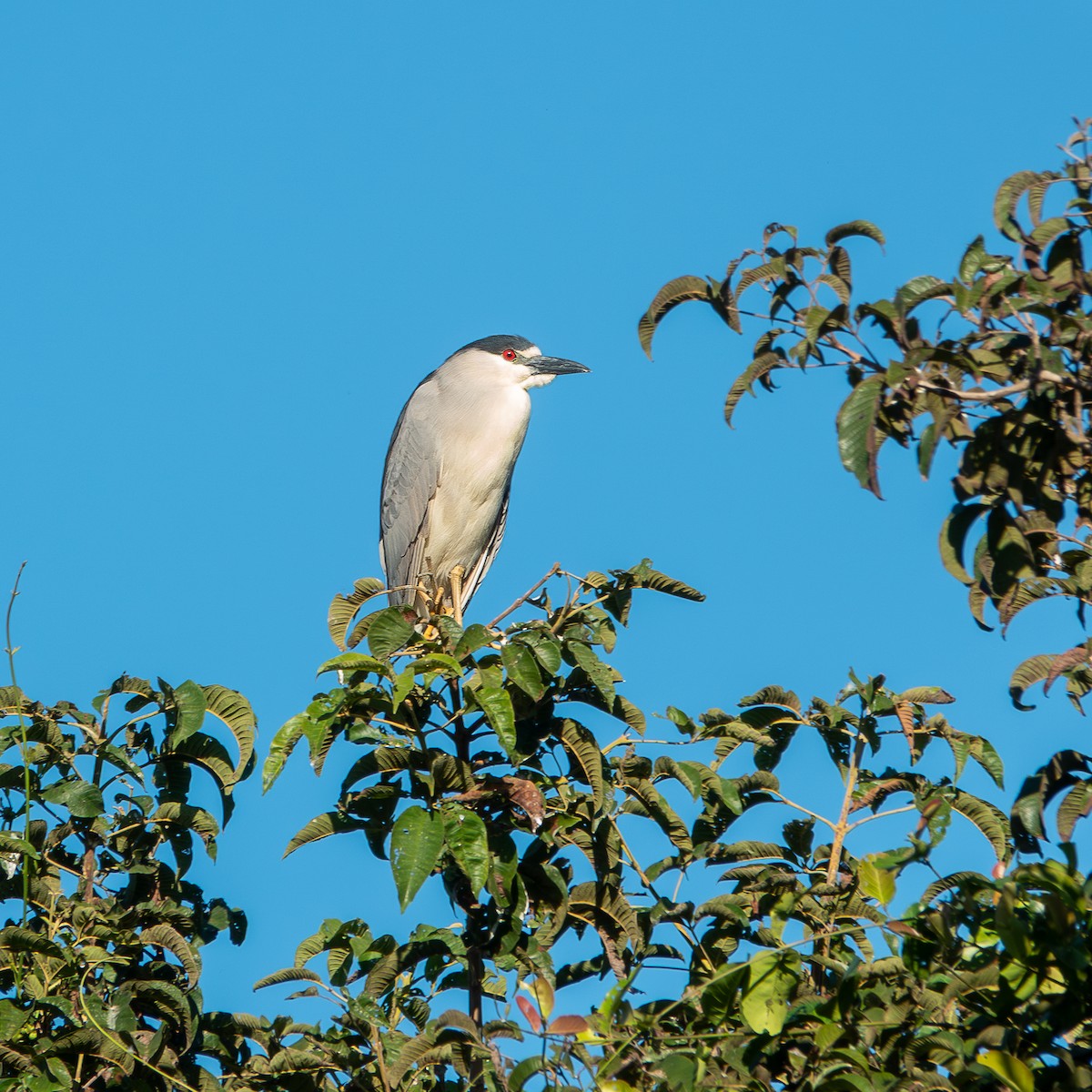 Black-crowned Night Heron (American) - ML644814182