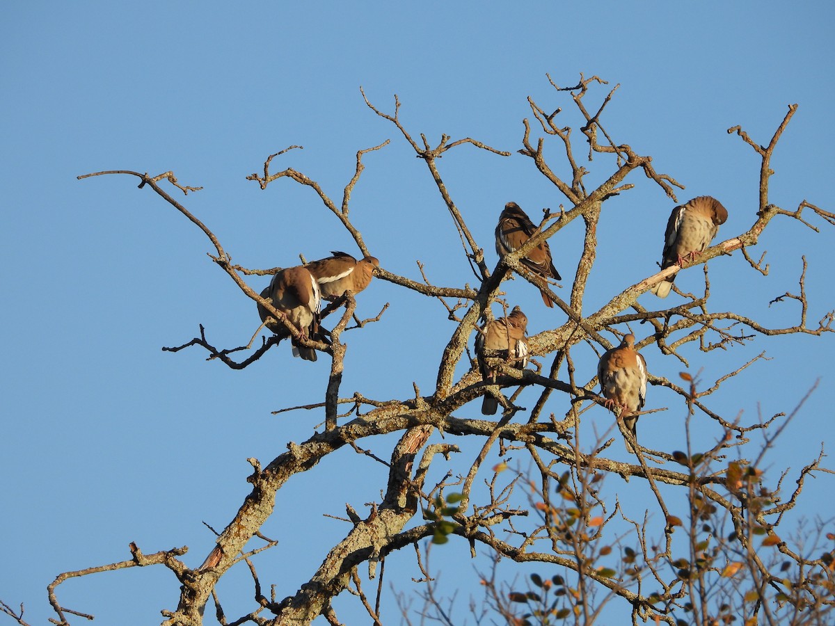 hrdlička bělavokřídlá - ML644814186