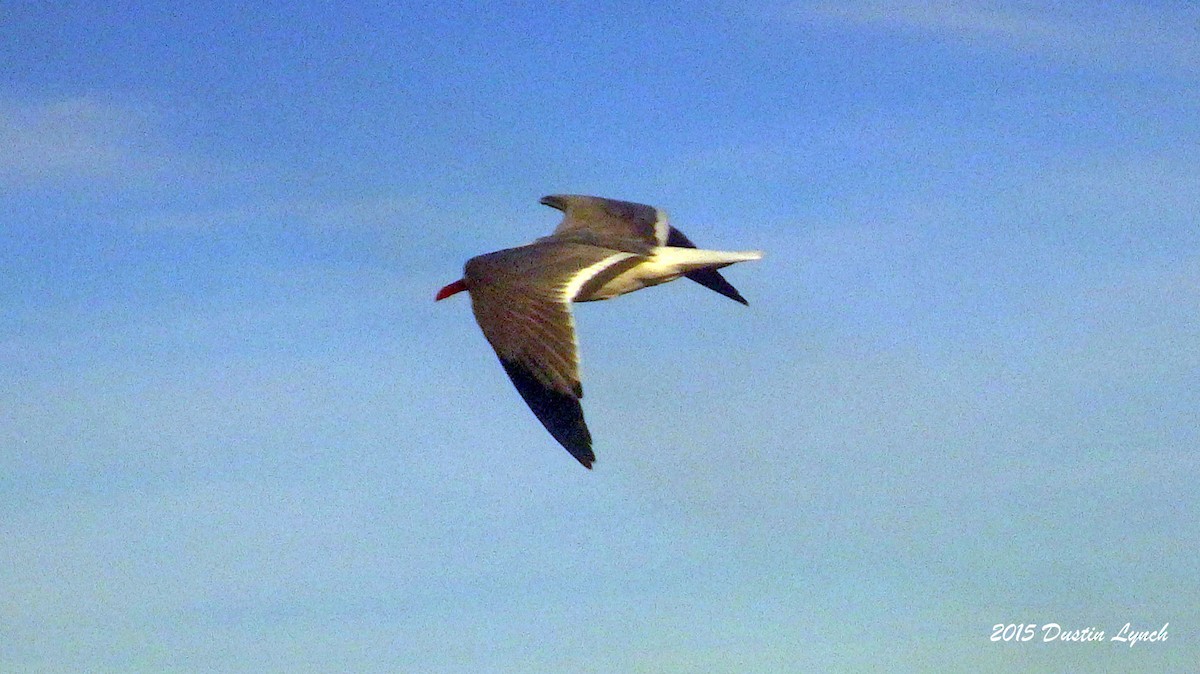 Ацтекская чайка - ML644814188