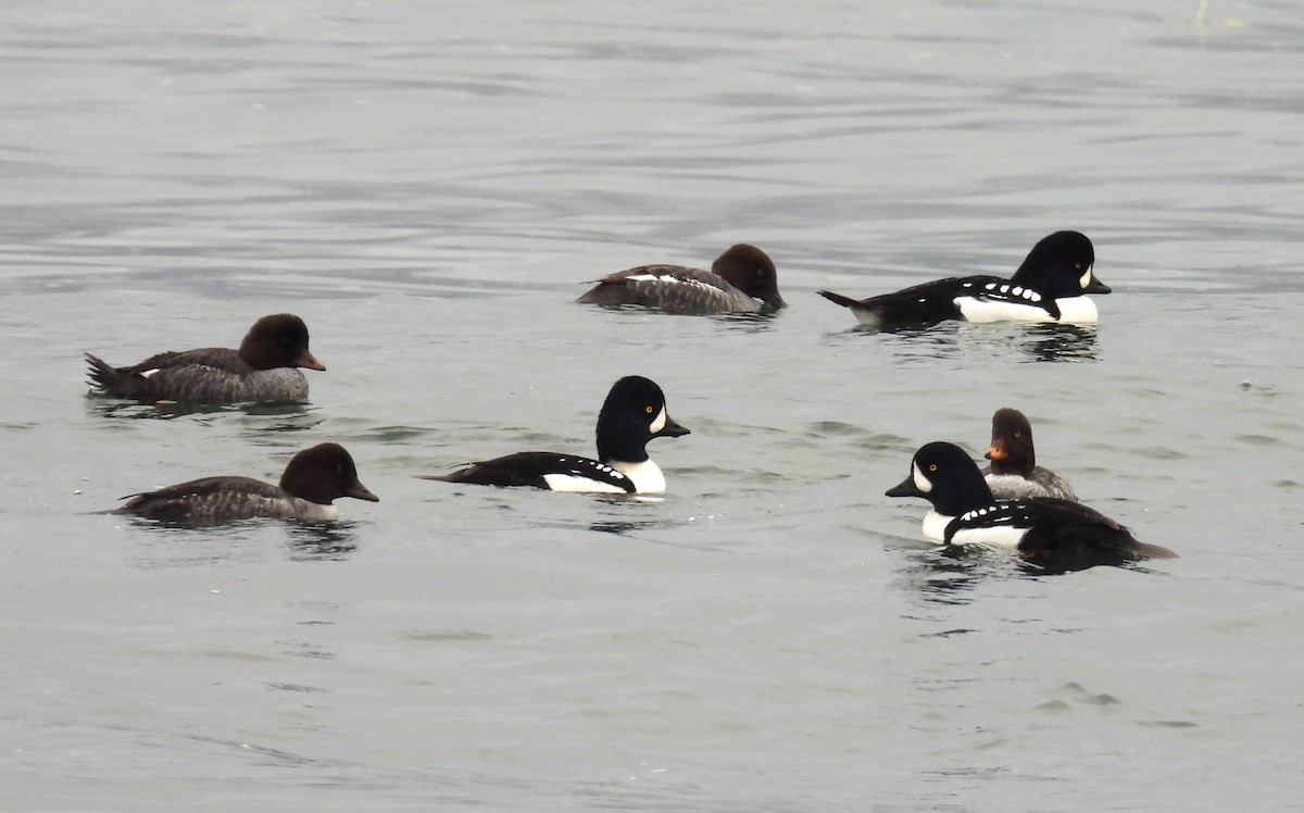 キタホオジロガモ - ML644814206