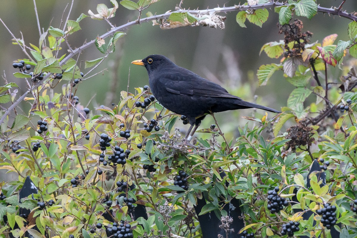 Eurasian Blackbird - ML644814212