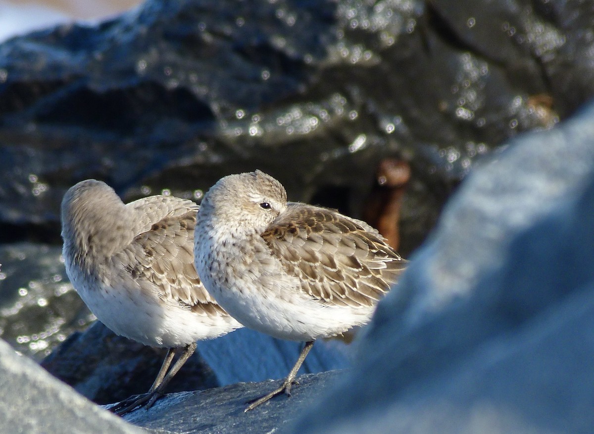 Ak Sokumlu Kumkuşu - ML644814213