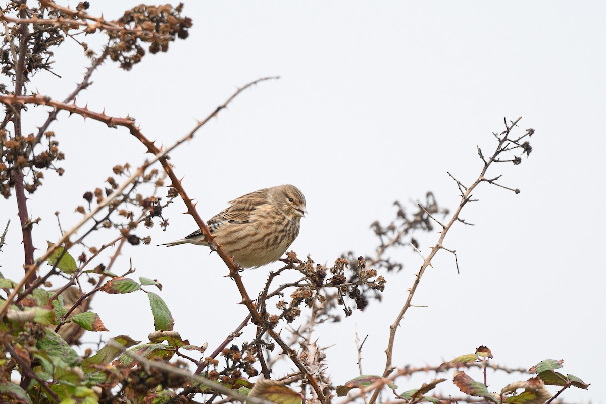 Eurasian Linnet - ML644814217